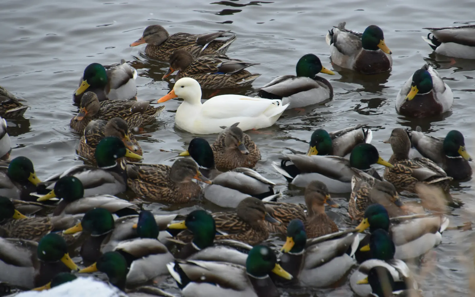A white duck standing out from a flock of mallards